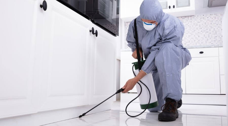 Professional german roach extermination greenville sc services in Greenville